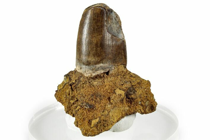Serrated Tyrannosaurus rex Partial Tooth in Sandstone - Wyoming #356984